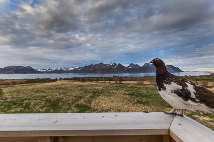 holiday cottage Lofoten